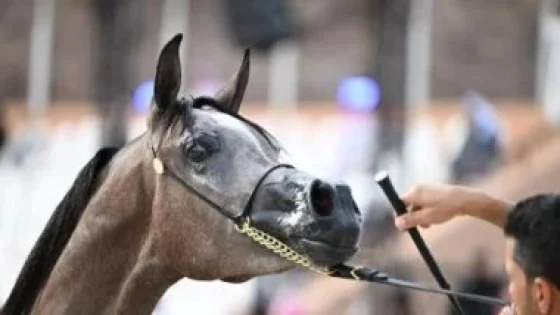 في الكورة : حضور لافت للفعاليات المصاحبة لسباقات ميدان الفروسية بمنطقة حائل بالسعودية