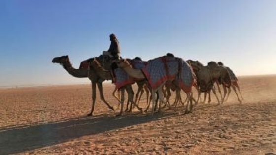 في الكورة : ميدان الهجن بنجران يعلن نتائج سباقه لسنّ الحقايق